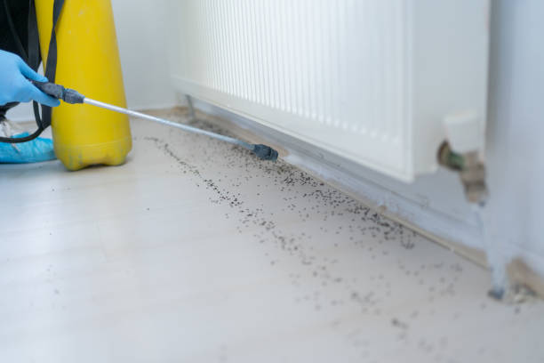 Reliable Indian Hills, CO Pest Control Solutions